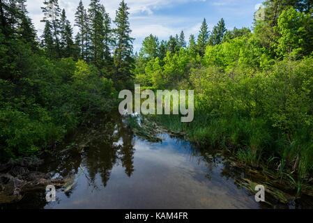 Le Mississipi river, juste en dessous du cours supérieur du Mississipi au lac Itasca Banque D'Images