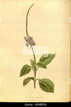 Le 'Paradisus Londinensis' est une œuvre botanique qui se concentre sur la flore londonienne. Le texte et les illustrations ont été créés pour documenter la vie végétale dans la région, contribuant ainsi à la connaissance botanique au XVIIIe siècle. Banque D'Images