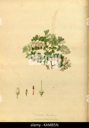 Le 'Paradisus Londinensis' de 1805 est un livre botanique présentant des gravures sur cuivre, des illustrations colorées à la main de plantes. Il fournit des représentations détaillées de plantes cultivées, mettant en valeur l'art botanique anglais du XIXe siècle. Banque D'Images