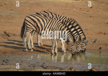 L'eau potable de zebra trois au parc national de Pilanesberg, North West, Afrique du Sud Banque D'Images