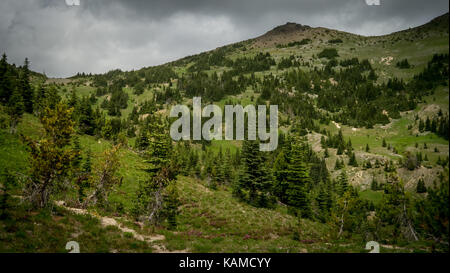 Vu de prés alpins luxuriants d'un sentier de randonnée sur l'extrémité sud de la montagne de l'eldorado, pont River Valley, British Columbia, canada. Banque D'Images