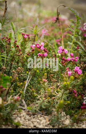 Mountain heather dans une prairie alpine (south chilcotin Mountain park, British Columbia, canada). Banque D'Images