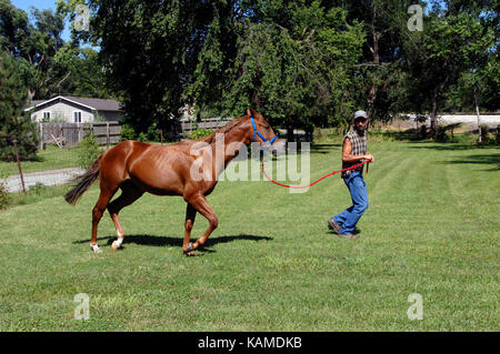 Male trainer colt fonctionne autour d'un boîtier d'herbe pendant la formation. colt est un quarter horse sorrel soulevées dans le centre de Kansas. Banque D'Images