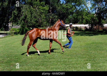 L'entraîneur et de prendre de la vitesse qu'ils trot autour d'un stylo dans le centre de Kansas. dos est bleu et le plomb métallique est rouge. Banque D'Images