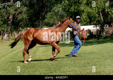 Formateur met quarter horse grâce à ses exercices comme il court lui dans un cercle d'herbe dans le centre de l'enceinte. kansas. formateur est maintenant le fil rouge de la corde. Banque D'Images