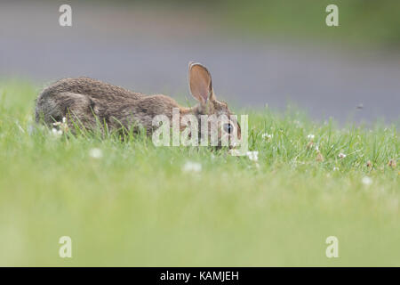 Lapin lapin drôle Banque D'Images