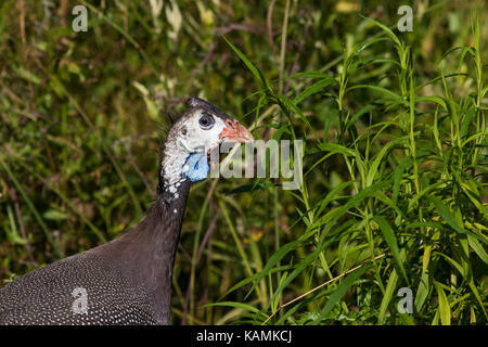 Pintade de Numidie (Numida meleagris) Banque D'Images