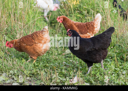 Free Range hens Banque D'Images
