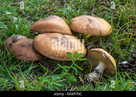 Bolet rugueux-à tige / scaber monomanette / bouleau / le guide des champignons bolets (Boletus scaber) Banque D'Images