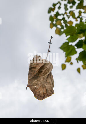 Une feuille séchée tombe d'un arbre d'automne, une vue rapprochée avec une branche d'arbre et ciel nuageux. Banque D'Images