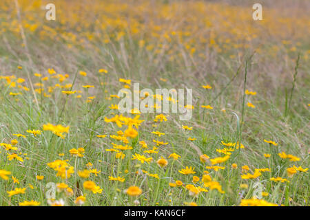 Domaine de fleurs jaunes dans une journée de printemps ensoleillée Banque D'Images