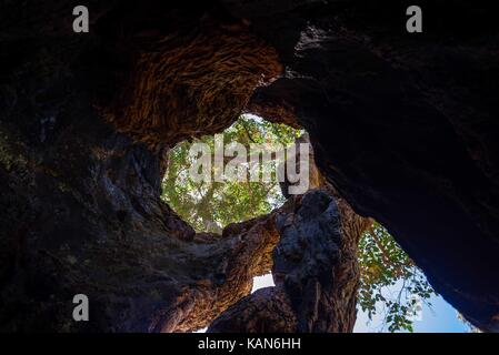 Intérieur d'un arbre géant creux à galets près de Walpole Banque D'Images