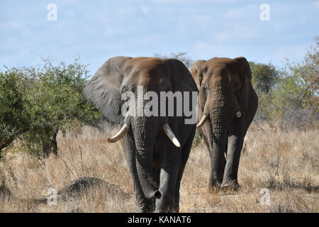 La marche des éléphants adultes en Kruger National Park, Afrique du Sud Banque D'Images