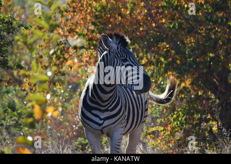 Le zèbre de Burchell sur les plaines en Kruger National Park, Afrique du Sud. Banque D'Images