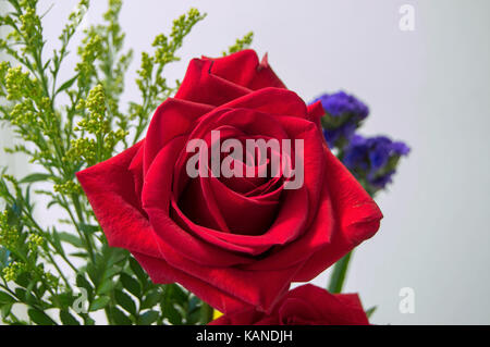 Une rose rouge sur un fond blanc. Banque D'Images