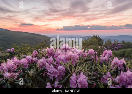 Fleurs de rhododendron rose pâle avec le coucher du soleil derrière les montagnes au Banque D'Images