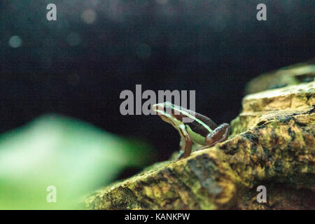 Poison dart frog epipedobates tricolor tricolor, également appelé la grenouille poison fantasmatique, est endémique de l'équateur. Banque D'Images