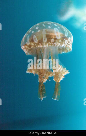 Golden jelly, phyllorhiza punctata, est aussi connu sous le nom de Bell flottante et la méduse à taches blanches Banque D'Images