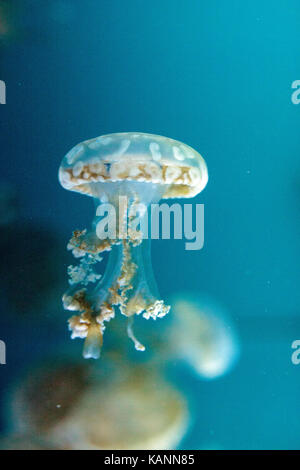 Golden jelly, phyllorhiza punctata, est aussi connu sous le nom de Bell flottante et la méduse à taches blanches Banque D'Images