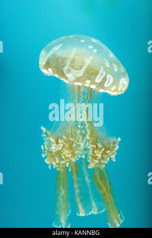 Golden jelly, phyllorhiza punctata, est aussi connu sous le nom de Bell flottante et la méduse à taches blanches Banque D'Images