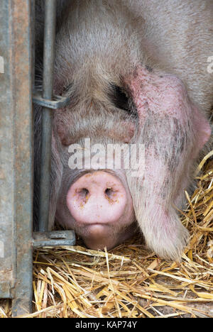 Sus scrofa domesticus. Cochon dormant dans un stylo temporaire lors d'un spectacle d'automne. ROYAUME-UNI Banque D'Images