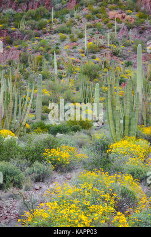 Floraison printanière de bush fragile parmi les variétés de cactus dans le désert de Sonora et l'Arizona's Organ Pipe Cactus National Monument. Banque D'Images