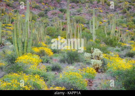 Floraison printanière de bush fragile parmi les variétés de cactus dans le désert de Sonora et l'Arizona's Organ Pipe Cactus National Monument. Banque D'Images