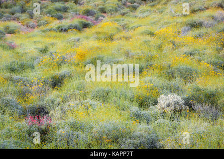 Faits saillants le ressort rouge chuparosa floraison de fleurs sauvages près de Bartlett Lake en Arizona's Tonto National Forest. Banque D'Images