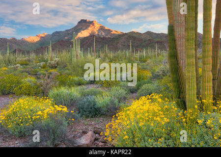 La première lumière sur Tillotson Pic avec prolifération printanière de bush fragile en Arizona's Organ Pipe Cactus National Monument. Banque D'Images