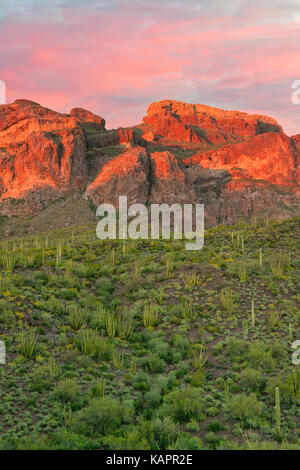 Sunset glow sur la chaîne de montagnes Ajo en Arizona's Organ Pipe Cactus National Monument. Banque D'Images