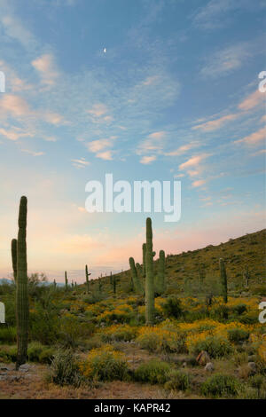 Le lever du soleil sur le parc régional avec réservoir Blanc floraison printanière de brittlebush. Banque D'Images