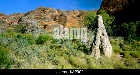 Le Wickham (grevillea grevillea wickhamii) et barbillons avec formation terrestre ruche derrière. Le parc national de Purnululu, région de Kimberley, Australie occidentale Banque D'Images