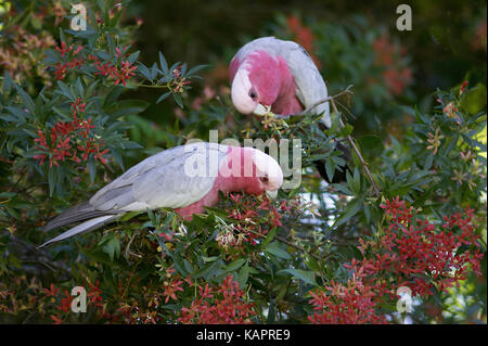 Eolophus roseicapillus cacatoès rosalbin (paire), se nourrissant de fleurs de Bush de Noël (gumniferum ceratopetalum). L'Australie Banque D'Images