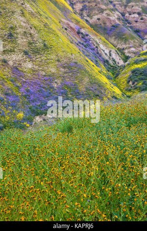 Floraison printanière de l'année Super fiddleneck orange et bleu phacelia le long de la plage de Temblor in California's Carrizo Plain National Monument. Banque D'Images