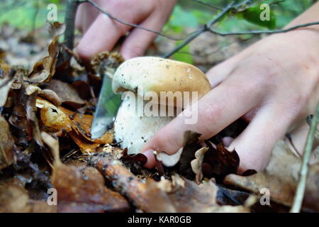 Boletus reticulatus (Boletus aestivalis, connu sous le nom de cep d'été) en pleine croissance dans la forêt. Concept de coupe de champignons dans la forêt Banque D'Images