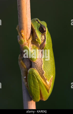 Grenouille du feuillage, Commun rainette, Hyla arborea, Laubfrosch / Politique / rainette Hyla arborea Banque D'Images