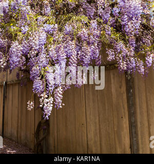 Glycine mauve en pleine floraison le long des clôtures Banque D'Images