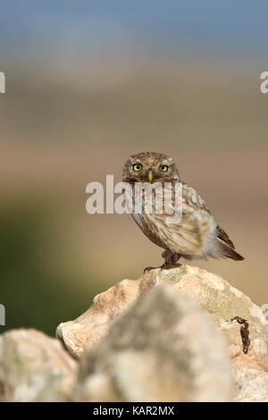 Chouette chevêche (Athene noctua) juvenile perché sur un rocher dans la lumière du soir, au Maroc. Banque D'Images