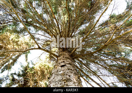 Pine Tree avec de larges branches vertes. vue de bas en haut. Banque D'Images