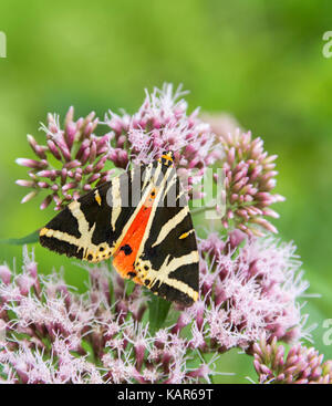 Jersey tiger papillon sur fleur en vert ambiance floue Banque D'Images