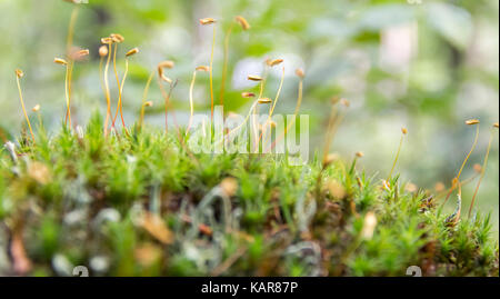 Low angle shot macro montrant les plantes avec des spores de mousse Banque D'Images
