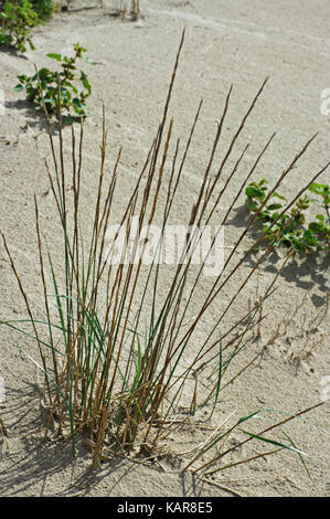 Il s'agit d'Elymus farctus, le sable couch-herbe, un parent qui tolèrent le sel de blé ; à partir de la famille des poacées Banque D'Images