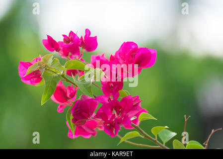 Fleurs de bougainvillées rose ou fleur en papier avec des feuilles dans le jardin des plantes, Flou d'arrière-plan. fleurs d'Asie, les 6. Banque D'Images