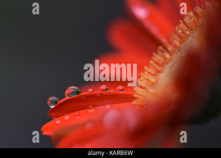 Couleur rouge orange vif macro gerbera daisy fleur avec des gouttes de pluie sur les pétales et les reflets dans les gouttes d'eau avec jardin contexte Banque D'Images