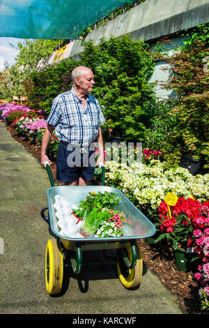 Personnes âgées Senior man pushing wheelbarrow comme il sélectionne les plantes en jardinerie,achats,usines d'achat d'PAO Banque D'Images