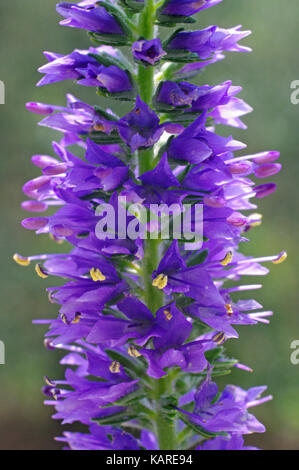 C'est la sauvagette Veronica spicata (syn. pseudolysimachion spicatum), le design de la véronique, de la famille plantaginaceae Banque D'Images