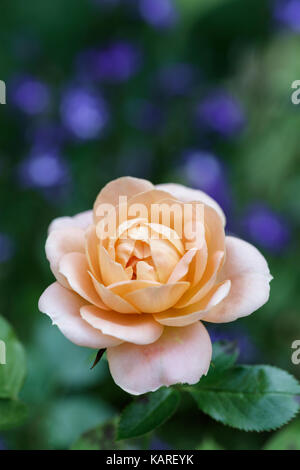 Seule couleur pêche pâle fleur rose pousse dans un jardin anglais Banque D'Images