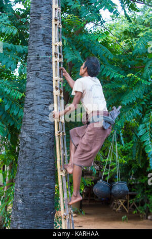 Fermier birman escalade un palmier, pour que le jus de l'extraction du sucre de palme dans un village près de Bagan Banque D'Images