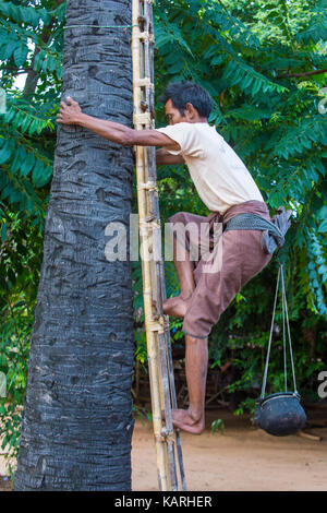 Fermier birman escalade un palmier, pour que le jus de l'extraction du sucre de palme dans un village près de Bagan Banque D'Images