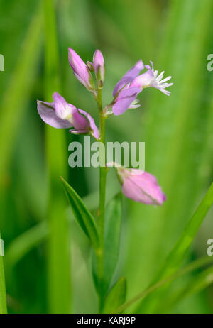 Polygale incarnat Polygala vulgaris commun - couleur rose forme Banque D'Images